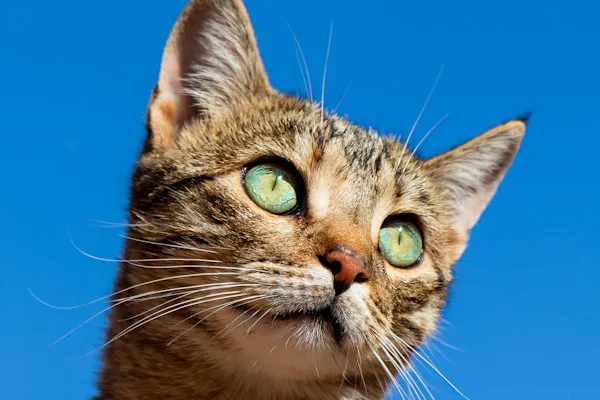 Cat looking through window