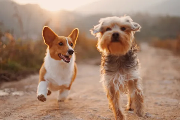 Two dogs running on beach