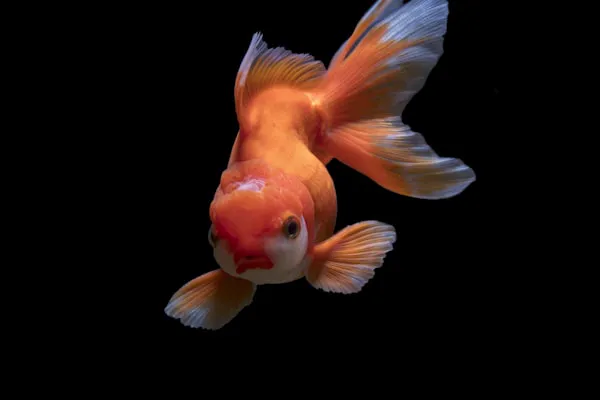 Colourful tropical fish in aquarium