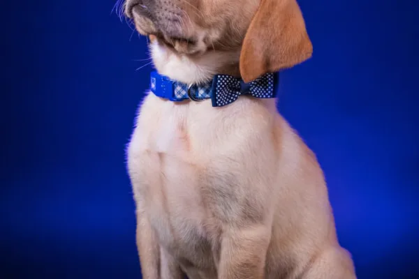 Golden retriever puppy